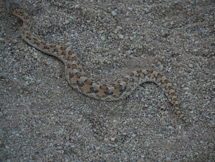namibie vipere cornue.JPG